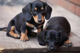 2 Dachshund puppies looking shy for the camera