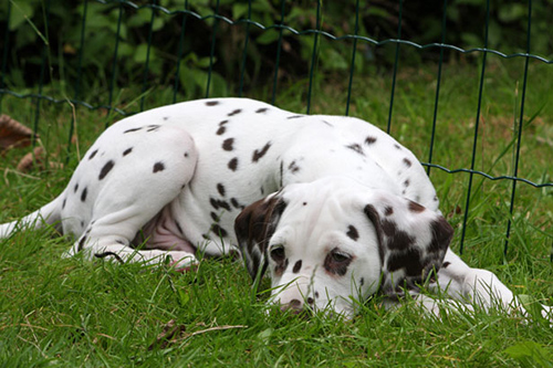 image of Dalmatian dog relaxing