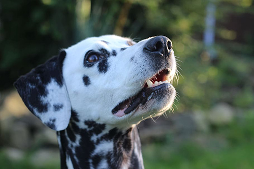 dalmatian origin