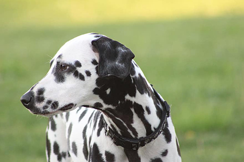 Dalmatian temperament