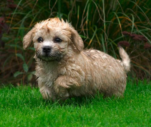 cute Dandie Dinmont Terrier puppy out and about enjoying the yard