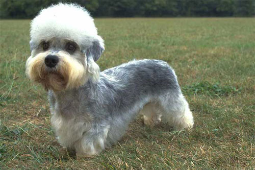 dandie dinmont terrier looking intelligent