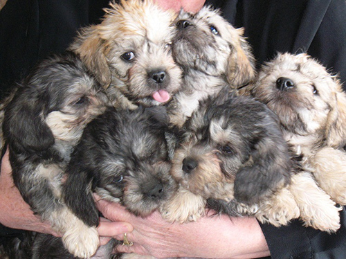 Someone holding a group of 6 Dandie Dinmont Terrier puppies in their arms