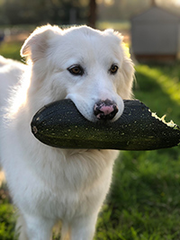 dehydrated zucchini dog treats