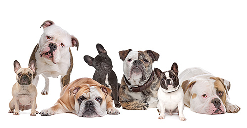 Different types of bulldogs behaving for a group picture