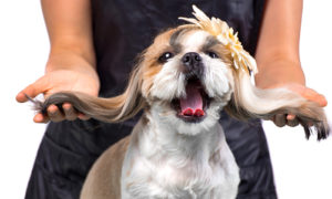 know about your shih tzu