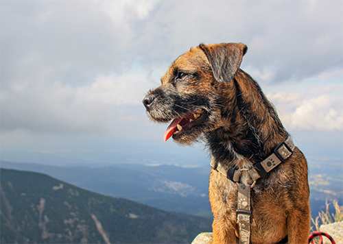 Border Terrier dog looking into the distance of a mountainous region