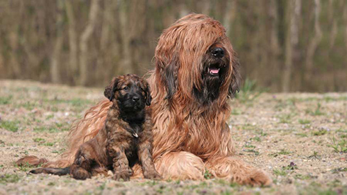 Briard puppy laying next to his mother