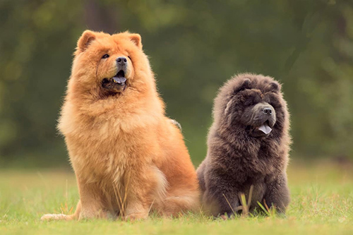 two chow chow dogs relaxing on the grass