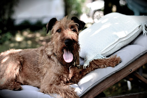 Airedale Terrier relaxing on a hot day on a cot