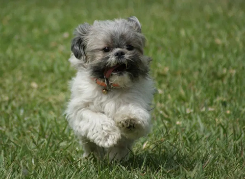 Shih Tzu running happy in the grass