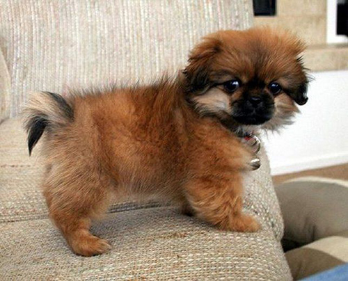 tibetan spaniel puppy standing on the couch