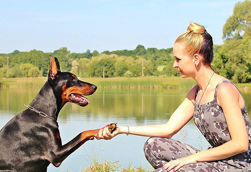 Doberman Pinscher and woman shaking hands