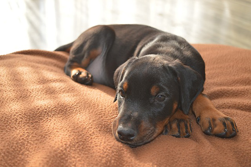 Doberman Pinscher puppy taking a nap on a blanket