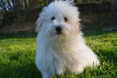 Coton de Tulear looking amazing