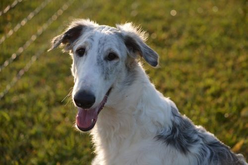 Borzoi showing its elegance