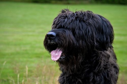 Briard looking to protect the herd