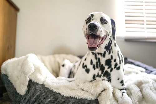 dog crate bed