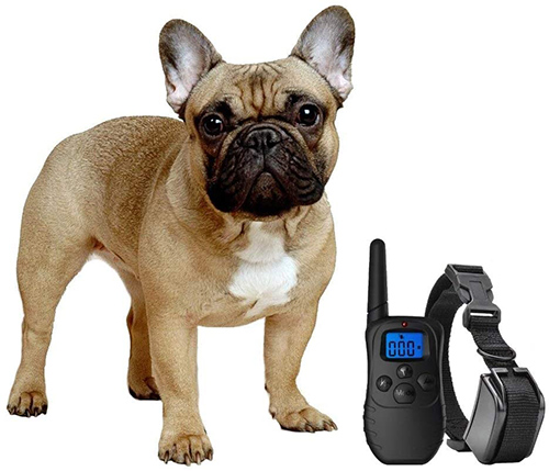 french bulldog standing next to an image of a dog e collar