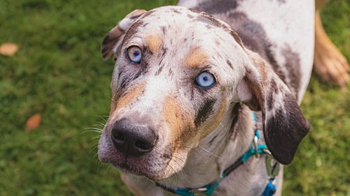 bovine trachea cartilage beautiful and healthy dog with the most amazing eyes