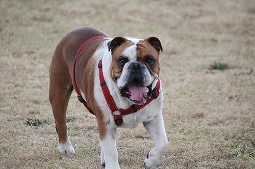 dog leashes and collars: Image of bulldog walking with a chest-led harness