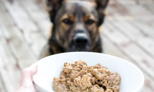 dog receiving bowl of raw dog food