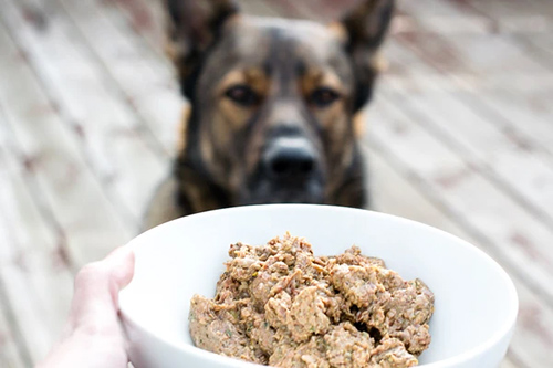 dog receiving bowl of raw dog food