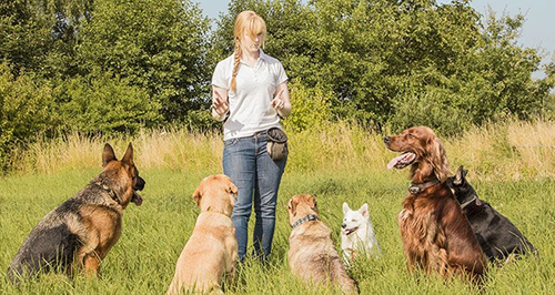 dog training positive reinforcement vs correction