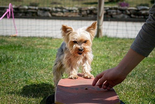 dog training treats for canines