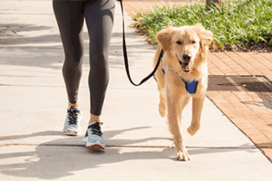walking dog on collar