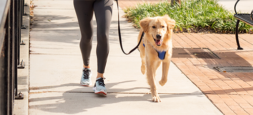 walking dog on collar