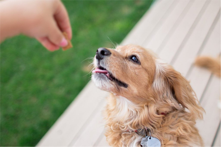 Frozen dog treats