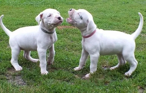 Dogo Argentino puppies howling and enjoying their time with each other