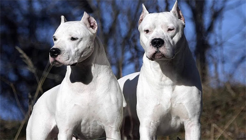 two dogo argentino looking handsome and hanging out