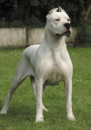 Dogo Argentino standing tall and looking about
