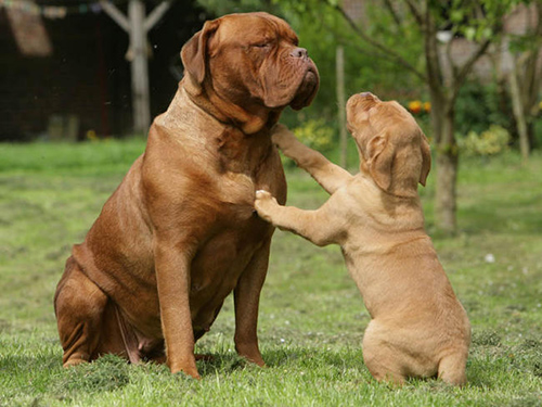 dogue de bordeaux puppy with mom in a family get together