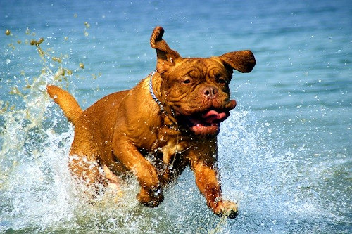 Image of Dogue de Bordeaux running and having fun in water.