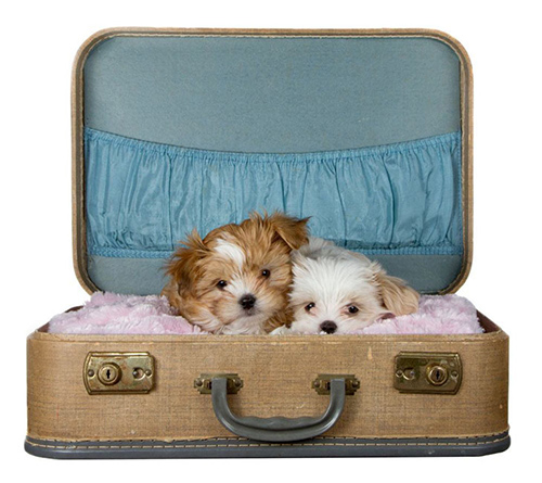 two beautiful Shih Tzu puppies cuddling together in a suit case
