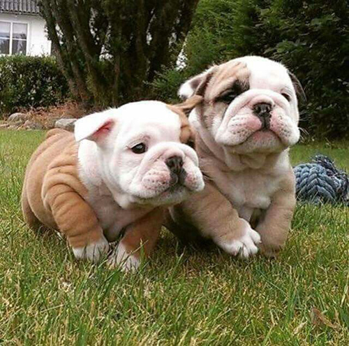 2 adorable bulldog puppies prancing around on the grass