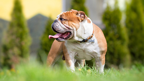 Bulldog standing in the grass deciding not to look at the camera