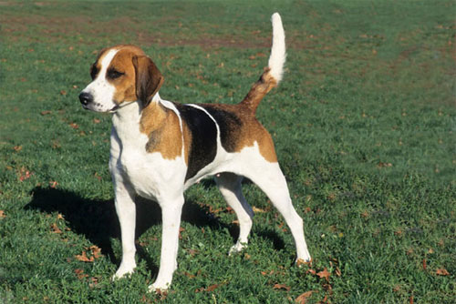 English foxhound intelligent.