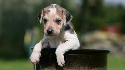 English Foxhound puppy playing and climbing an object