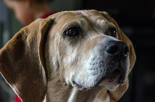 Image of English Foxhound temperament on display