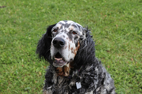 english setter energy level