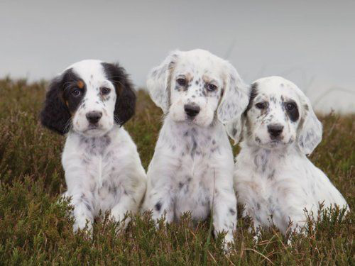 english setter puppy dogs