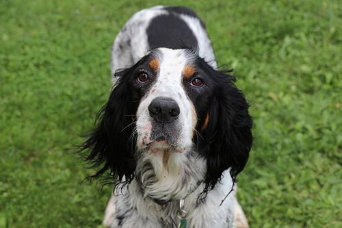 english setter rescue