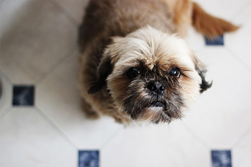 english shih tzu dog looking for a treat