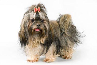 English shih tzu with top knot