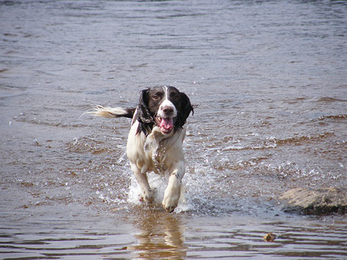 english springer spaniel colors