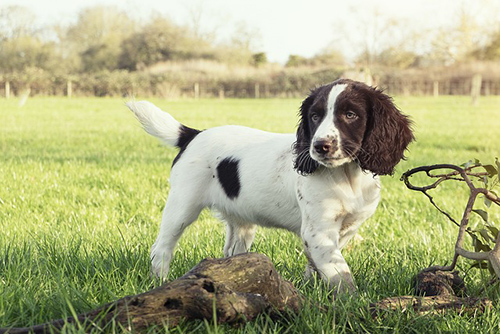 english springer spaniel puppies